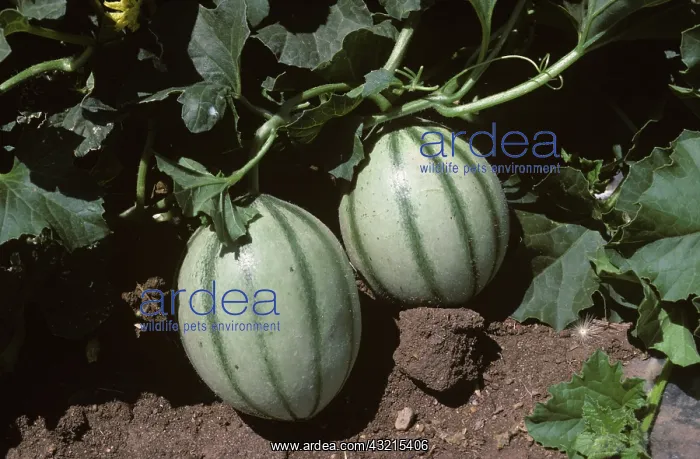  : Canteloupe (Cucumis melo)