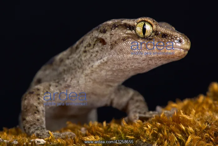 : Canterbury gecko (Woodworthia brunneus) small form : Canterbury gecko (Woodworthia brunneus) small form