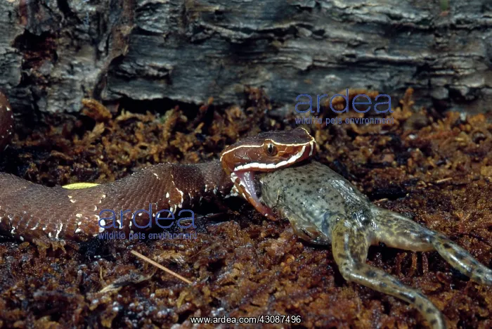 : Cantil Eating Frog : Cantil Eating Frog