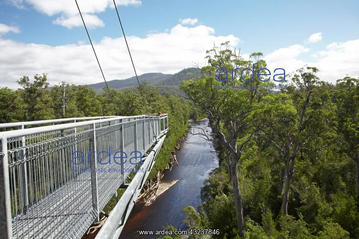 : Cantilever, Tahune AirWalk, 48 meters above : Cantilever, Tahune AirWalk, 48 meters above
