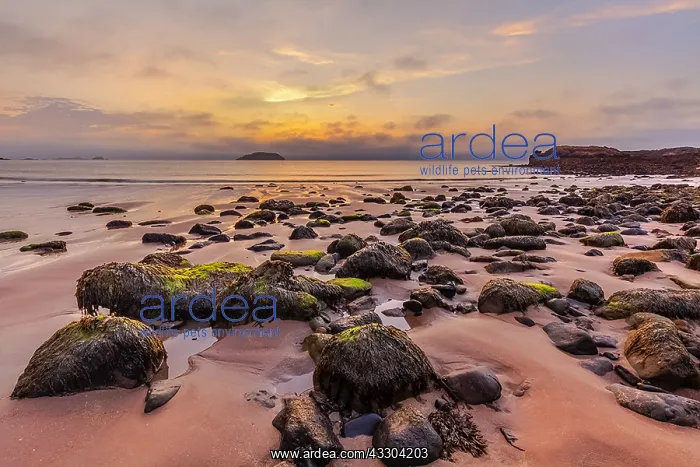 : Canty Bay - last evening light on sandy beach and : Canty Bay - last evening light on sandy beach and
