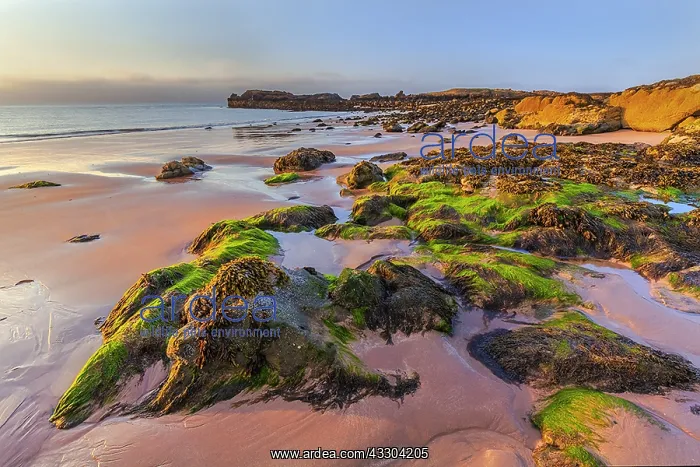 : Canty Bay - low evening light on sandy beach and : Canty Bay - low evening light on sandy beach and