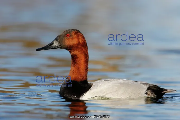 : Canvasback