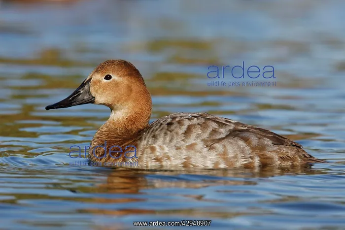 : Canvasback