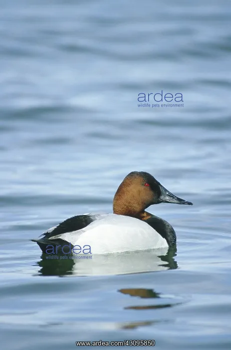 : Canvasback : Canvasback