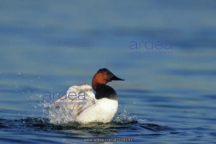 : Canvasback drake : Canvasback drake