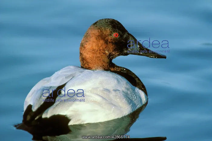 : Canvasback - drake on pond : Canvasback - drake on pond