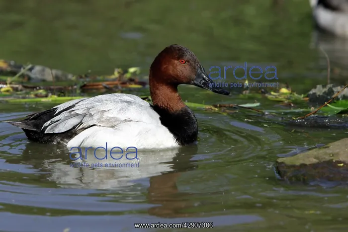: Canvasback - drake swimming on lake : Canvasback - drake swimming on lake