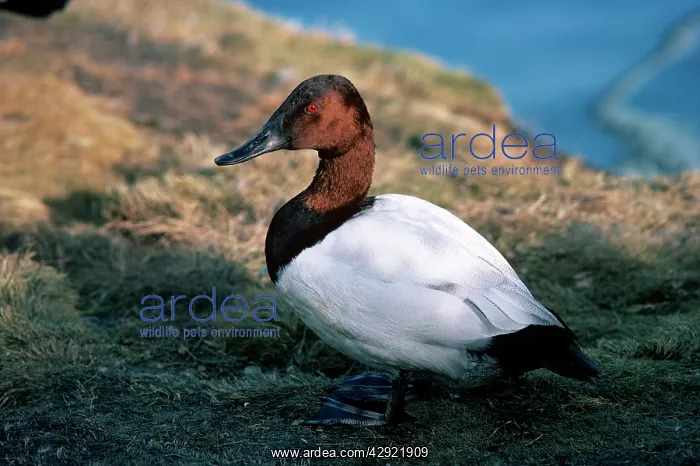 : Canvasback Duck - male : Canvasback Duck - male