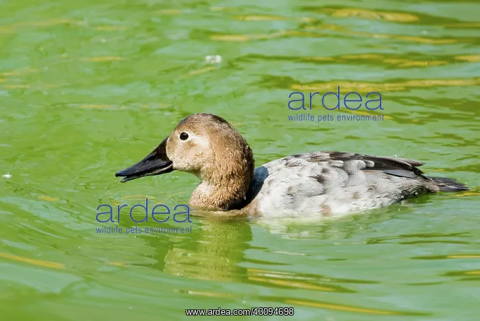 : Canvasback female : Canvasback female
