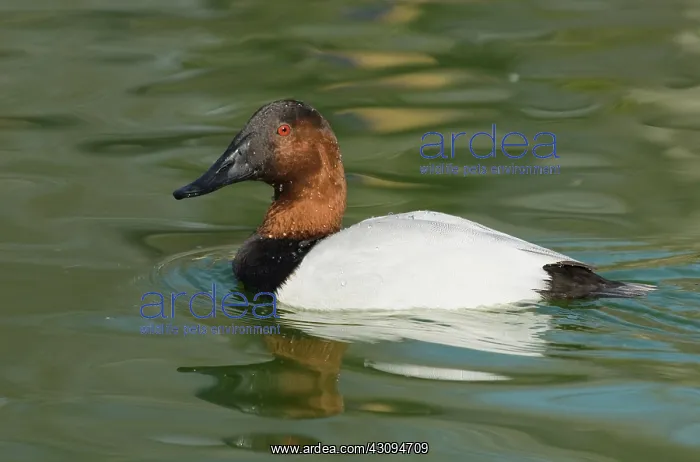  : Canvasback male