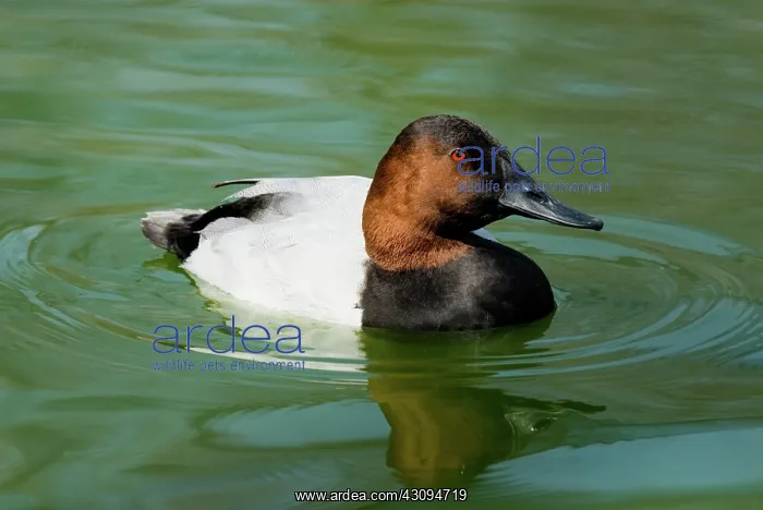 : Canvasback male : Canvasback male