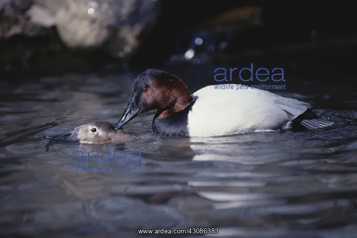 : Canvasbacks Mating : Canvasbacks Mating