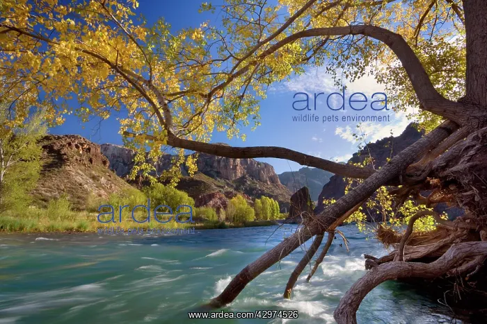 : Canyon de Atuel - Atuel river flows through Atuel : Canyon de Atuel - Atuel river flows through Atuel