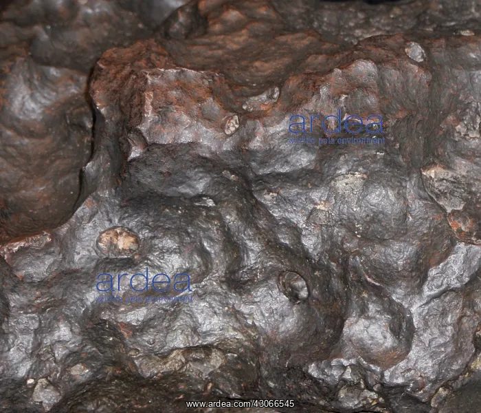 : Canyon Diablo Meteorite Fragment : Canyon Diablo Meteorite Fragment