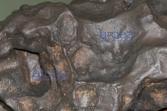 : Canyon Diablo Meteorite Fragment : Canyon Diablo Meteorite Fragment