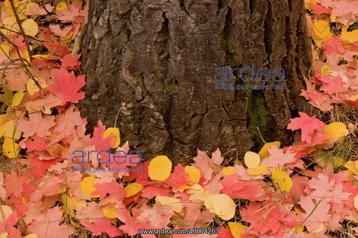 : Canyon Maple - fallen leaves of Canyon maple (Acer : Canyon Maple - fallen leaves of Canyon maple (Acer