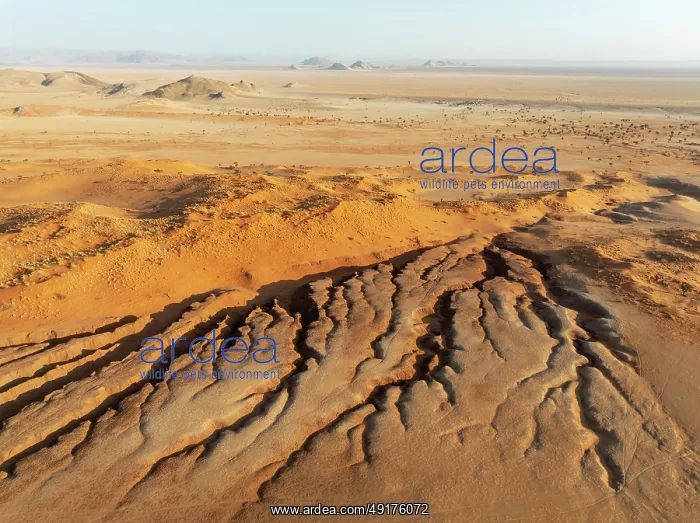: Canyon, sand dunes and camelthorn trees (Vachellia erioloba) in the Tsondab Valley in the Namib Desert : Canyon, sand dunes and camelthorn trees (Vachellia erioloba) in the Tsondab Valley in the Namib Desert