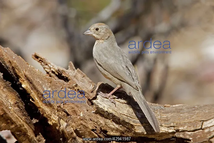  : Canyon Towhee