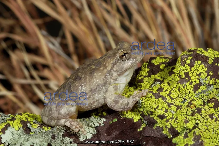 : Canyon Tree Frog : Canyon Tree Frog