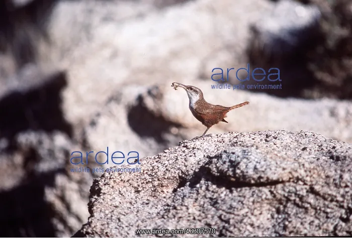  : CANYON WREN - with grub in beak