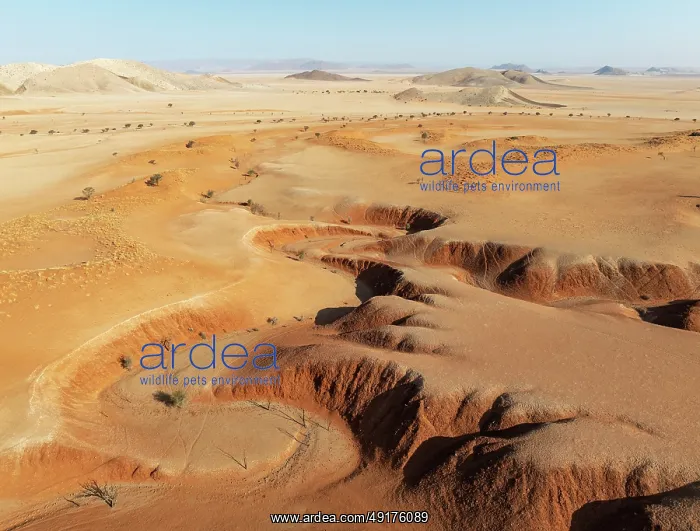 : Canyons, arid plains grown with camelthorn trees (Vachellia erioloba) : Canyons, arid plains grown with camelthorn trees (Vachellia erioloba)