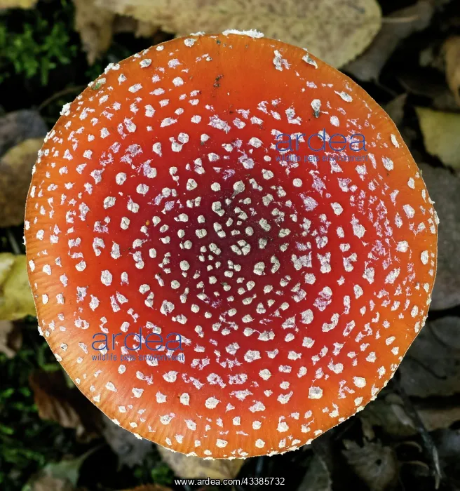 : Cap of a red fly agaric musroom in the forest : Cap of a red fly agaric musroom in the forest