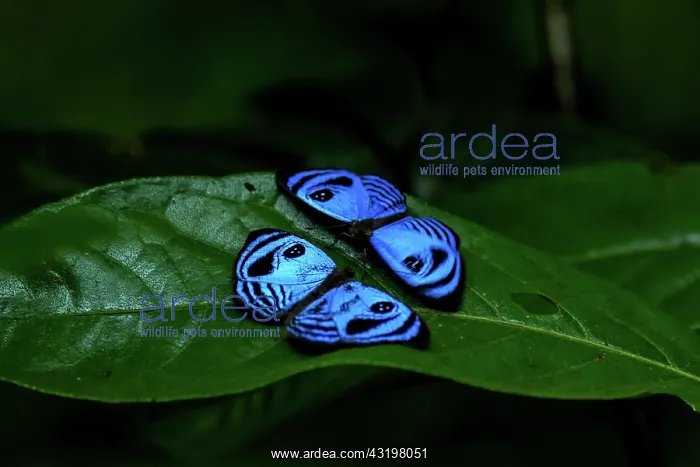 : Capanea Eyemark (Semomesia capanea) males on a leaf : Capanea Eyemark (Semomesia capanea) males on a leaf