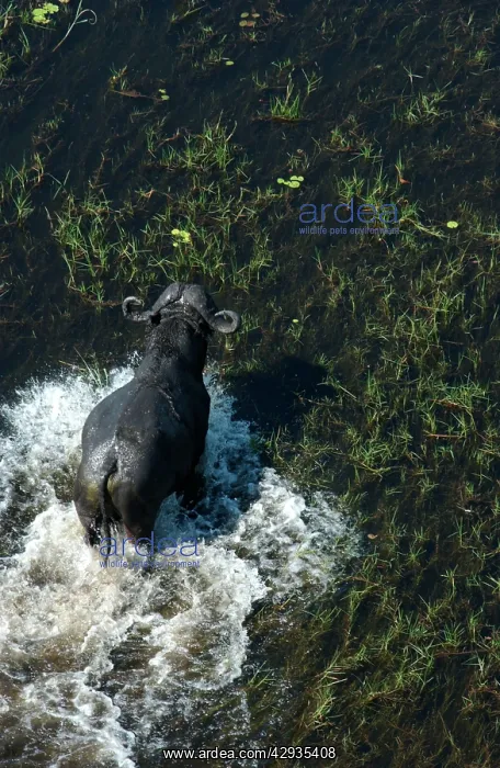 : Cape / African Buffalo : Cape / African Buffalo