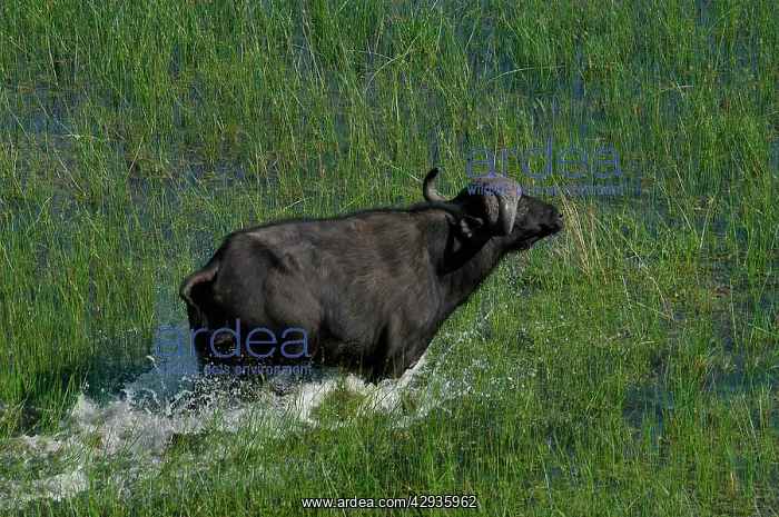 : Cape / African Buffalo : Cape / African Buffalo