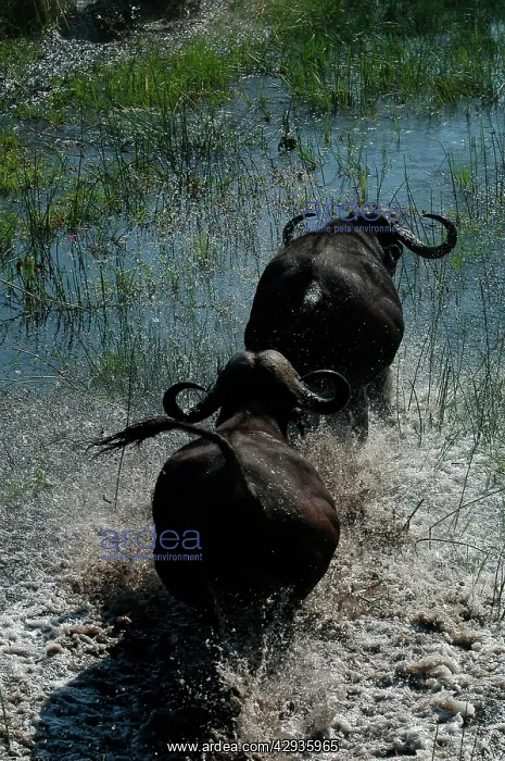 : Cape / African Buffalo : Cape / African Buffalo