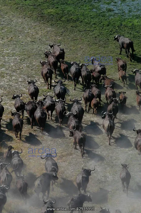 : Cape / African Buffalo - Herd : Cape / African Buffalo - Herd