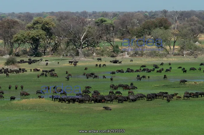 : Cape / African Buffalo - Herd : Cape / African Buffalo - Herd