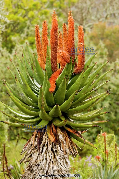 : Cape Aloe / Bitter Aloe / Red Aloe. South Africa : Cape Aloe / Bitter Aloe / Red Aloe. South Africa