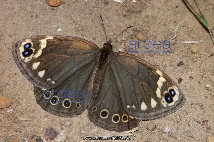 : Cape Autumn Widow Butterfly - Adult resting on ground : Cape Autumn Widow Butterfly - Adult resting on ground