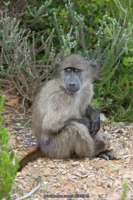 : Cape baboon also called Chacma baboon sitting : Cape baboon also called Chacma baboon sitting