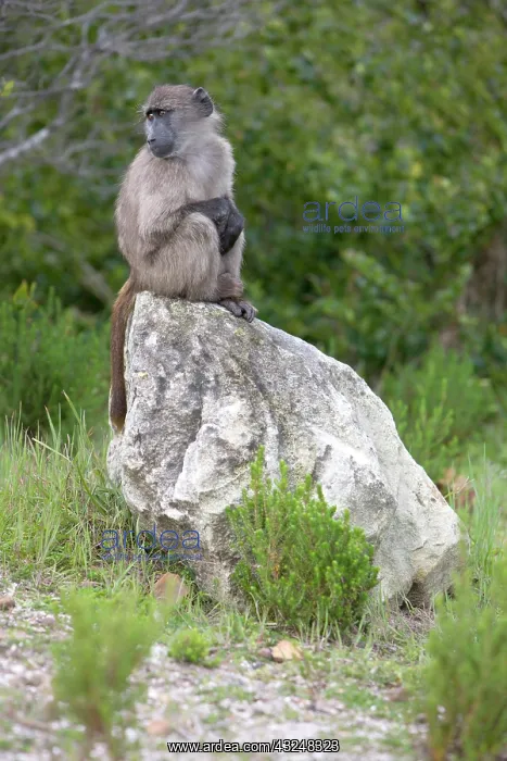 : Cape baboon also called Chacma baboon sitting : Cape baboon also called Chacma baboon sitting
