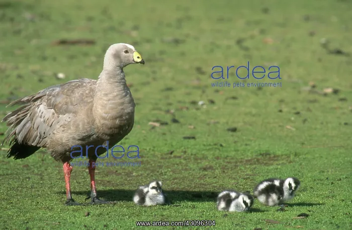 : Cape Barren Geese : Cape Barren Geese