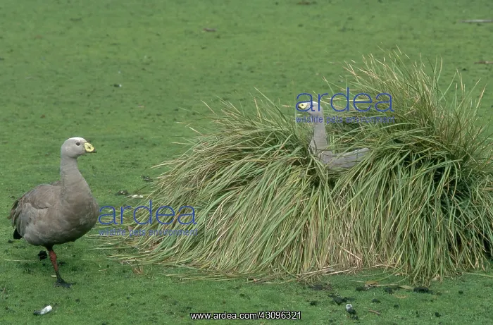 : Cape Barren Geese : Cape Barren Geese