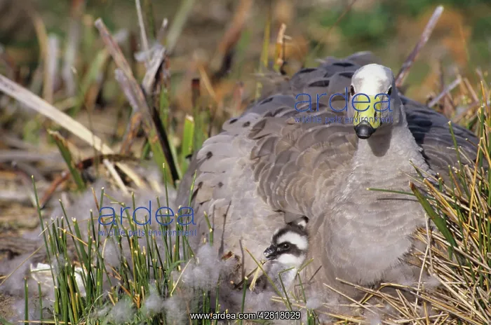 : Cape Barren Geese - Family groups to flocks of 100 plus : Cape Barren Geese - Family groups to flocks of 100 plus