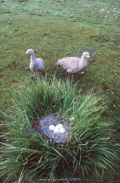 : Cape Barren Geese - Mating pair at nest, with eggs : Cape Barren Geese - Mating pair at nest, with eggs