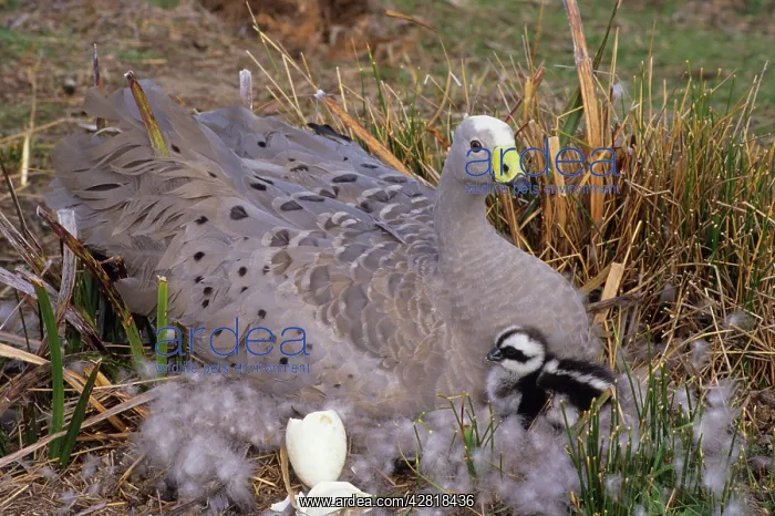 : Cape Barren Geese - Mother on nest with young newly hatched : Cape Barren Geese - Mother on nest with young newly hatched