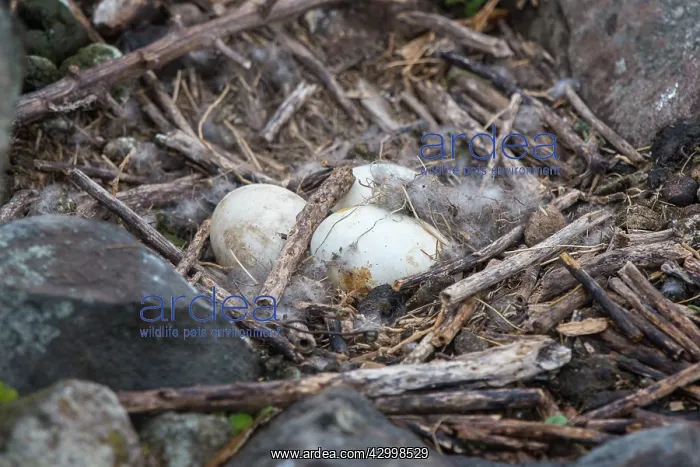 : Cape Barren Goose 2 eggs in nest encased in down feathers : Cape Barren Goose 2 eggs in nest encased in down feathers