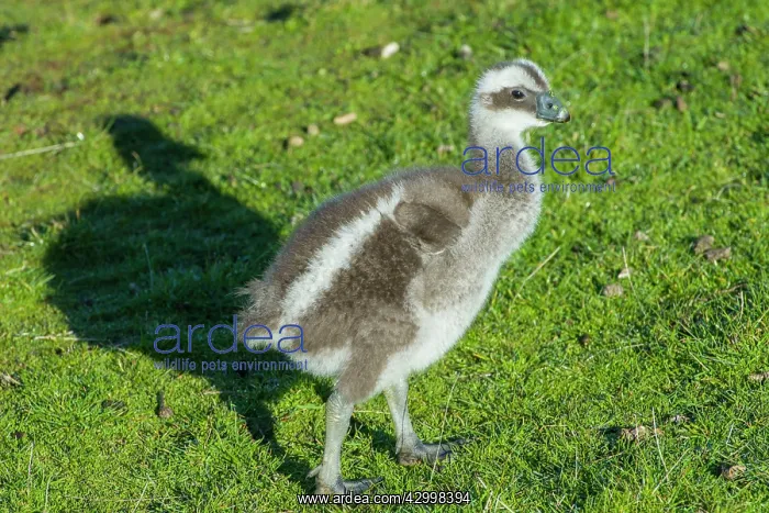 : Cape Barren Goose 3 week old chick walking : Cape Barren Goose 3 week old chick walking