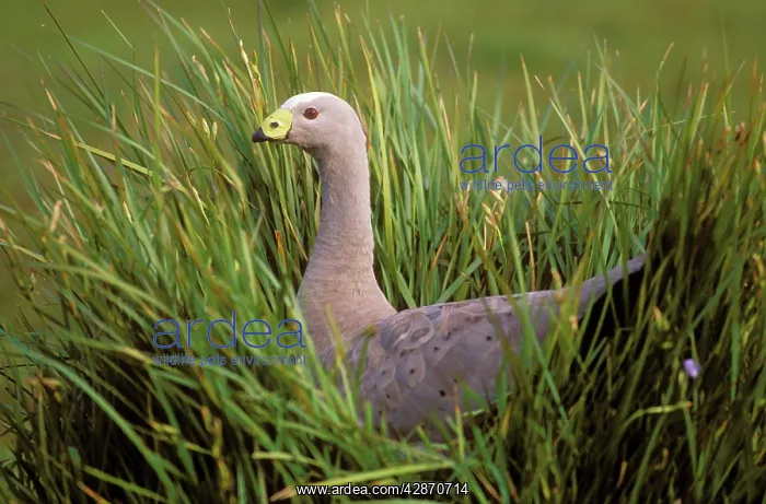 : Cape Barren Goose : Cape Barren Goose