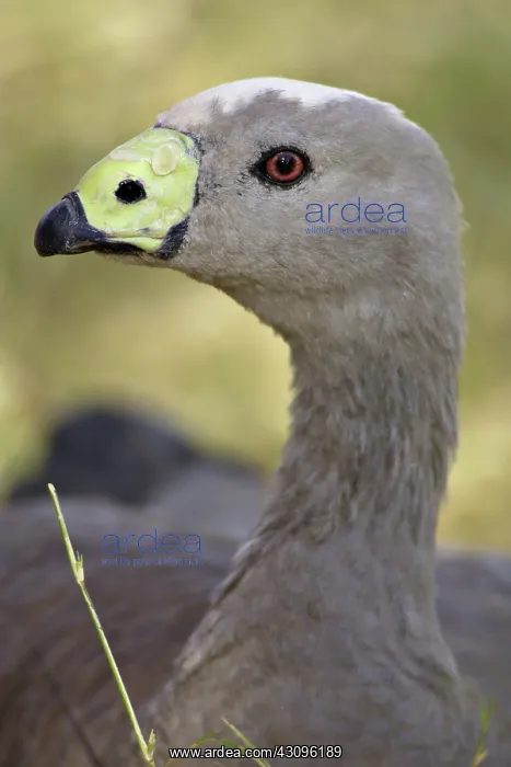 : Cape Barren Goose : Cape Barren Goose