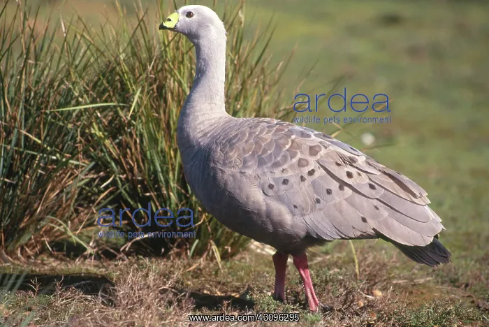  : Cape Barren Goose