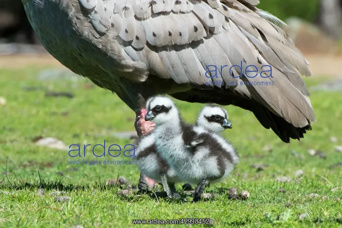 : Cape Barren Goose adult with 3 week old chick at foot : Cape Barren Goose adult with 3 week old chick at foot