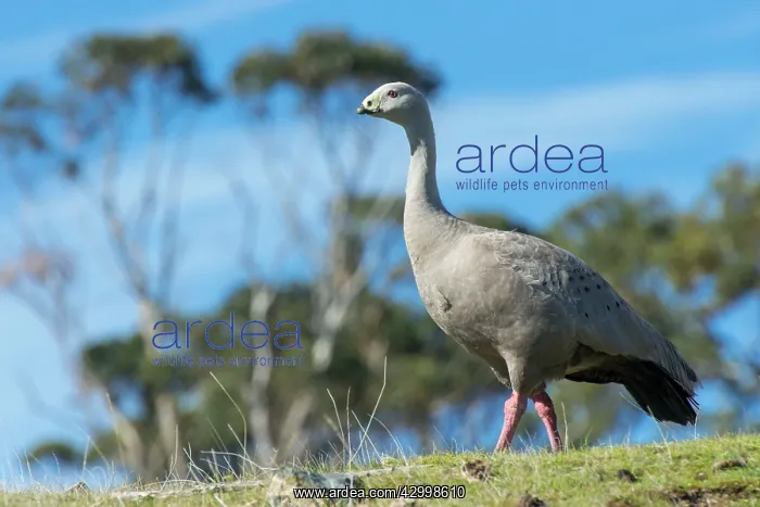 : Cape Barren Goose adult : Cape Barren Goose adult