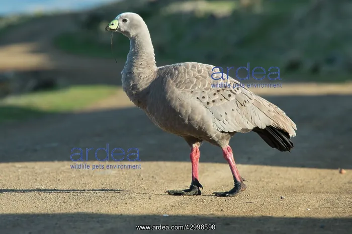 : Cape Barren Goose adult crossing road : Cape Barren Goose adult crossing road